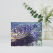 アオウミガメ ポストカード (スタンド正面)