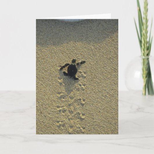 アオウミガメ、(Cheloniaのmydas)、hatchling カード (正面)