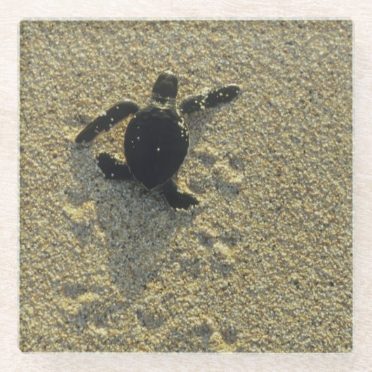 アオウミガメ (Chelonia mydas) の孵化直後の幼体 ガラスコースター (正面)
