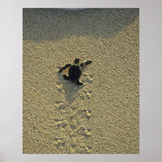 アオウミガメ (Chelonia mydas) の孵化直後の幼体 ポスター (正面)