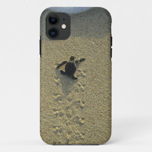 アオウミガメ (Chelonia mydas) の孵化直後の幼体 iPhone 11 ケース