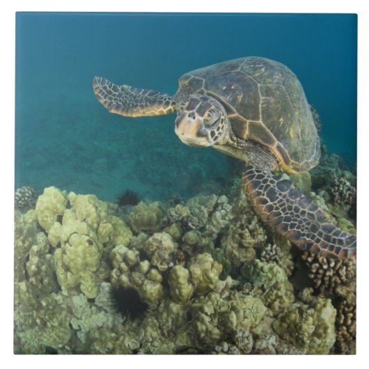 アオウミガメ (Chelonia mydas) は2 タイル (正面)