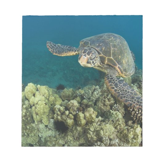 アオウミガメ (Chelonia mydas) は2 ノートパッド (正面)