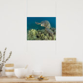 アオウミガメ (Chelonia mydas) は2 ポスター (キッチン)