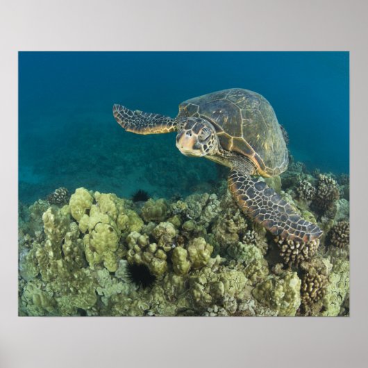 アオウミガメ (Chelonia mydas) は2 ポスター (正面)
