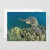 アオウミガメ（Chelonia mydas）は2 ポストカード (正面/裏面)