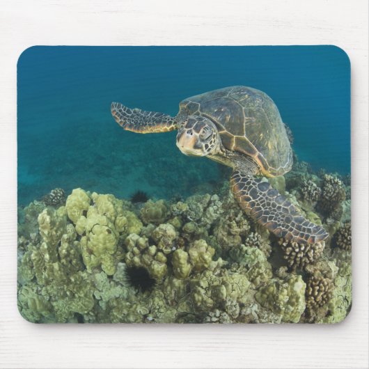 アオウミガメ (Chelonia mydas) は2 マウスパッド (正面)