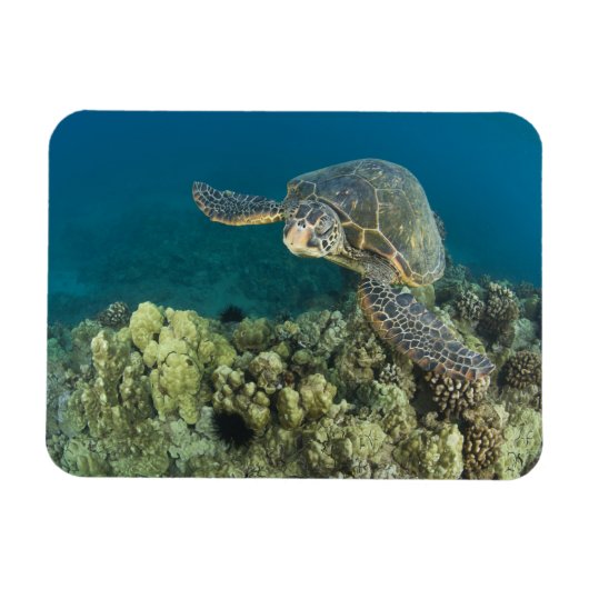 アオウミガメ (Chelonia mydas) は2 マグネット (横)