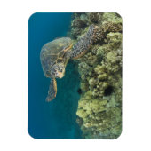 アオウミガメ (Chelonia mydas) は2 マグネット (縦)
