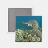 アオウミガメ、(Chelonia mydas)、は2 マグネット (正面/裏面)
