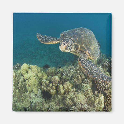 アオウミガメ、(Chelonia mydas)、は2 マグネット (正面)