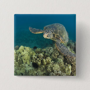 アオウミガメ、(Chelonia mydas)、は2 缶バッジ
