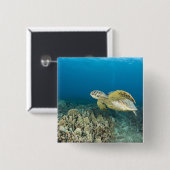 アオウミガメ、(Chelonia mydas)、は3 缶バッジ (正面&裏面)