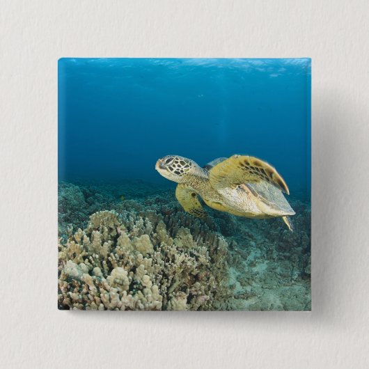アオウミガメ、(Chelonia mydas)、は3 缶バッジ (正面)
