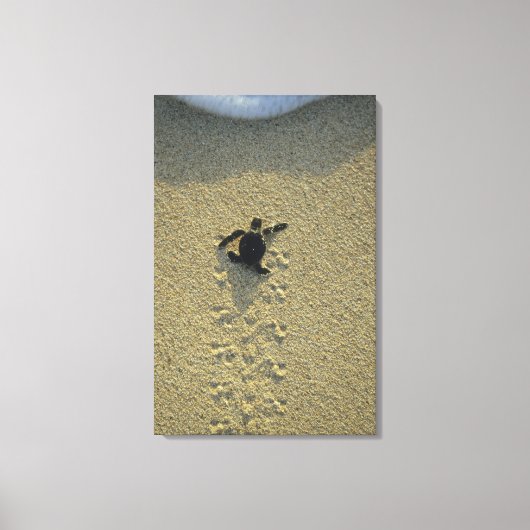 アオウミガメ(Chelonia mydas)孵化直後 キャンバスプリント (正面)