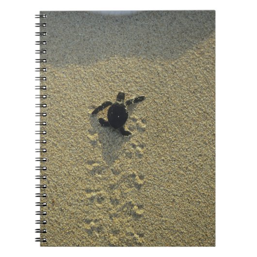 アオウミガメ(Chelonia mydas)孵化直後 ノートブック (正面)