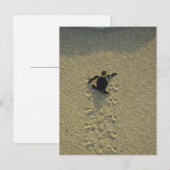 アオウミガメ (Chelonia mydas) 孵化直後 ポストカード (正面/裏面)