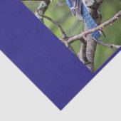 アオカケスのティッシュペーパー 薄葉紙 (詳細)