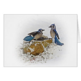 アオカケスの戦い