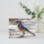 アオカケスの郵便はがき ポストカード (スタンド正面)