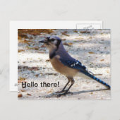 アオカケスの郵便はがき ポストカード (正面/裏面)