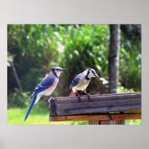 アオカケスの鳥の裏庭の鳥の送り装置ポスター写真 ポスター