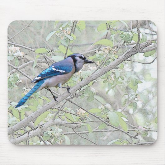 アオカケスの鳴き鳥 マウスパッド (正面)