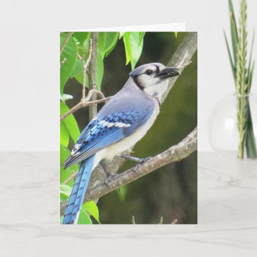 アオカケス カード (正面)