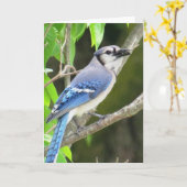 アオカケス カード (黄色い花)