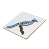 アオカケス タイル (側面)