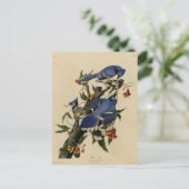 アオカケス ポストカード (スタンド正面)