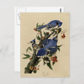 アオカケス ポストカード (正面/裏面)