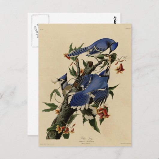 アオカケス ポストカード (正面/裏面)