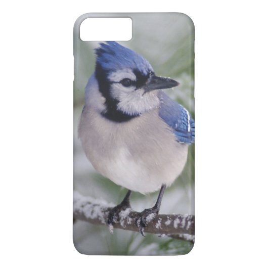 アオカケス Case-Mate iPhoneケース (裏面)