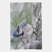 アオカケス、Cyanocitta cristata キッチンタオル (縦)