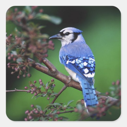 アオカケス, Cyanocitta cristata スクエアシール (正面)