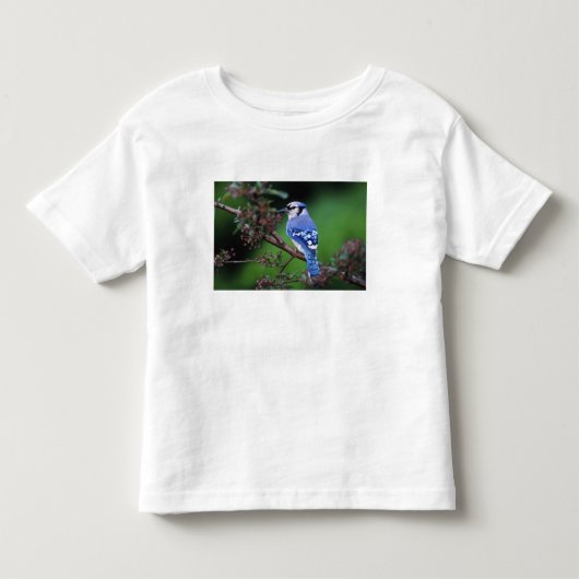 アオカケス, Cyanocitta cristata トドラーTシャツ (正面)