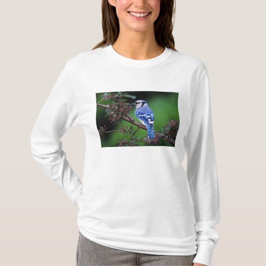 アオカケス, Cyanocitta cristata Tシャツ (正面)