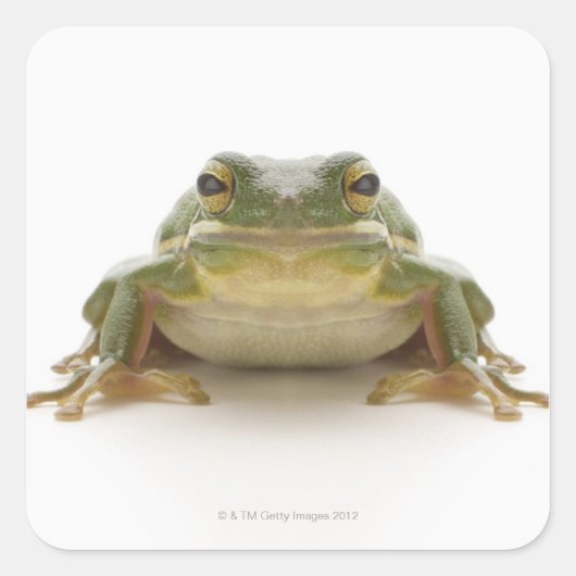 アオガエル（ヒエデ科シネレア） スクエアシール (正面)