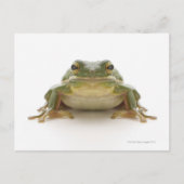 アオガエル(ヒエデ科シネレア) ポストカード (正面)