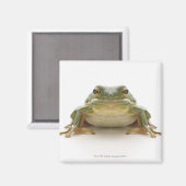 アオガエル（ヒエデ科シネレア） マグネット (正面/裏面)