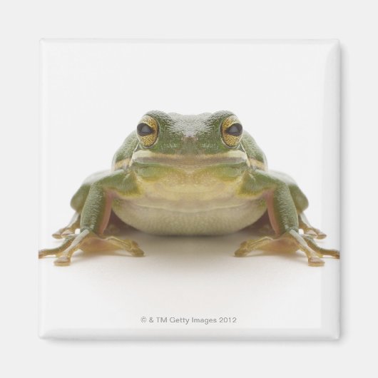 アオガエル（ヒエデ科シネレア） マグネット (正面)