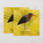 アオサギの幼鳥 (Butorides virescens) (正面/裏面)