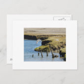 アオサギの飛行 ポストカード (正面/裏面)