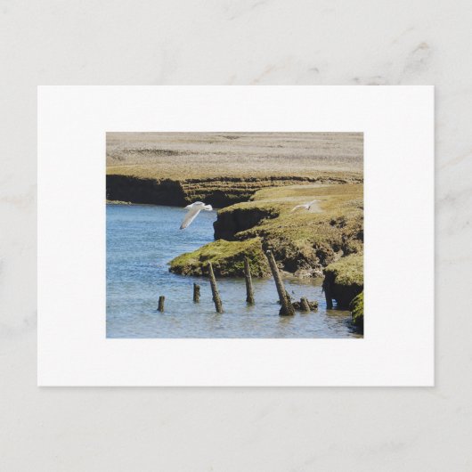 アオサギの飛行 ポストカード (正面)