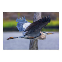アオサギの飛行、野生の鳥の写真