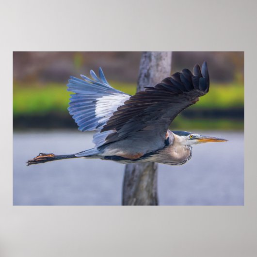 アオサギの飛行、野生の鳥の写真 ポスター (正面)