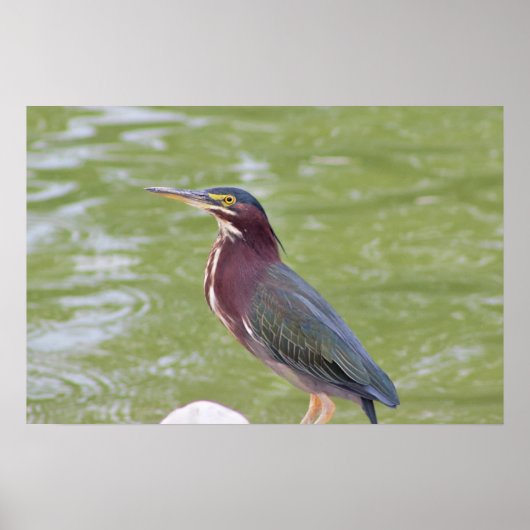 アオサギの鳥の写真ポスター ポスター (正面)