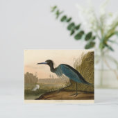 アオサギの Audubon 版画 海岸の芸術 ポストカード (スタンド正面)