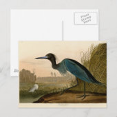 アオサギの Audubon 版画 海岸の芸術 ポストカード (正面/裏面)